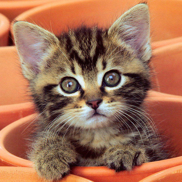 Багирка Дикая Багирка Дикая