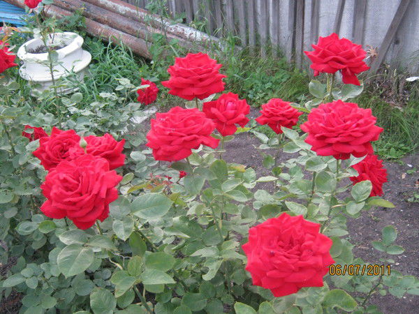 Гульнур Дюсюмбаева