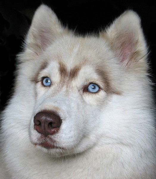 Александр Коновалов