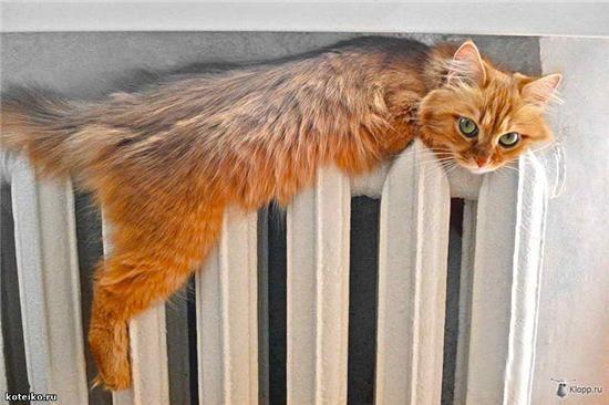 Владислав Ковалев