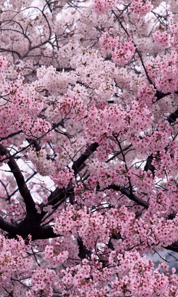 Глотова Наталья