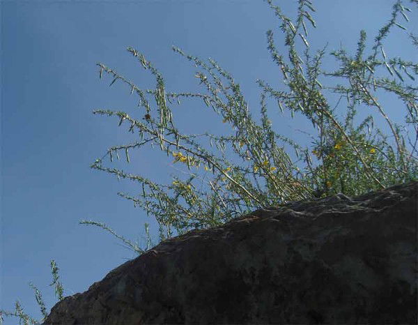 Светлана Цыден-Ешиева