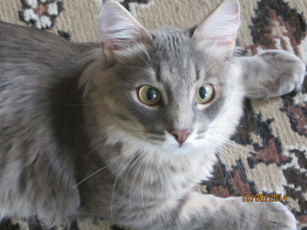 Тимофей Аквамир 3 Д