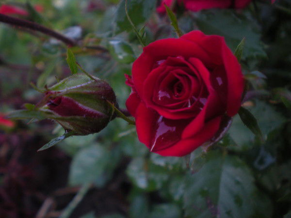 Анна Михеева