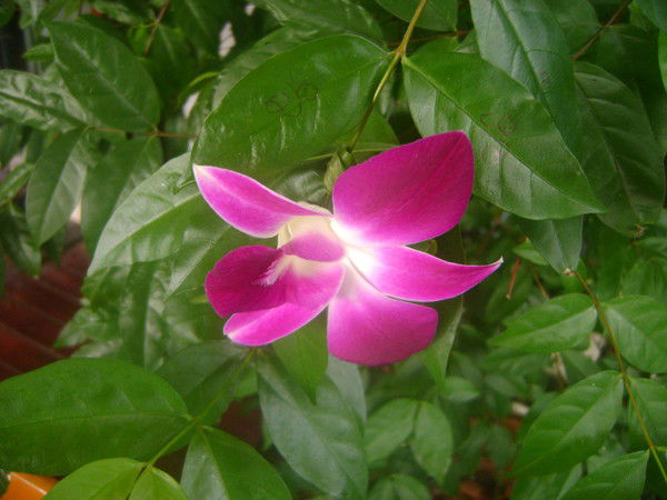 Елена Пузикова