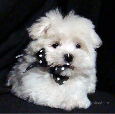 Аида Керибаева