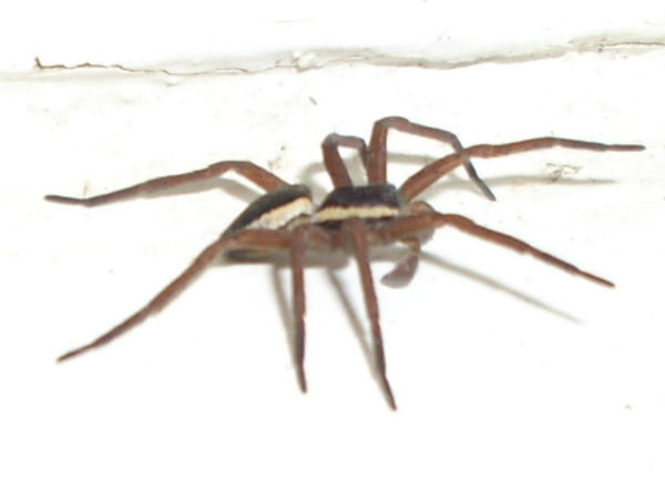 Игорь Гошкин