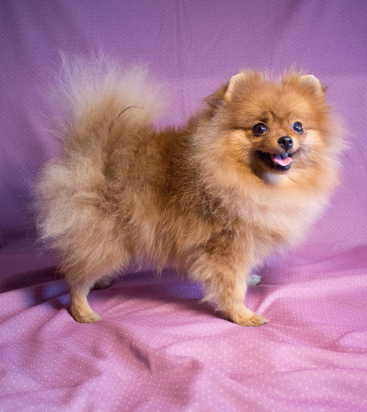 Дианка Прохорик