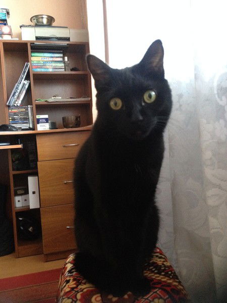 Максим Рогожин