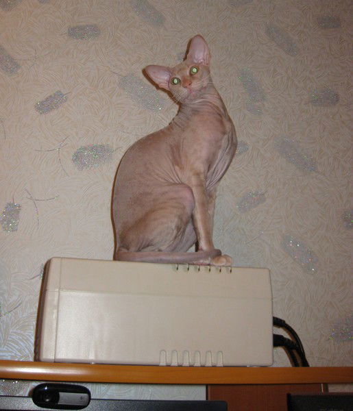 Светлана ******