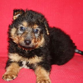 Ольга Сенюкова