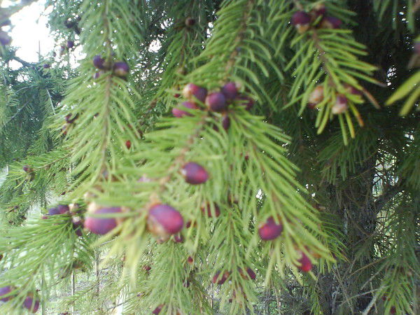 Надежда Васильева