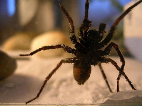 Сергей Порок