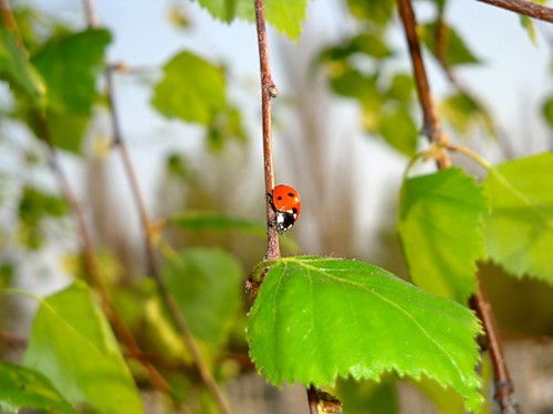 Ольга Долгушина