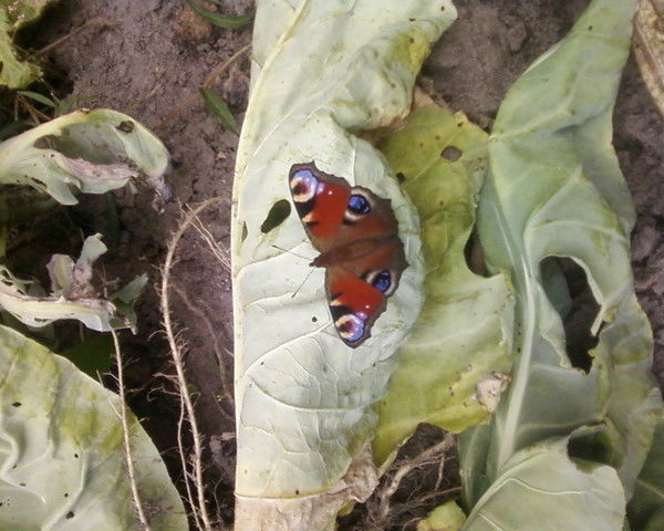 Сергей Алексеенко