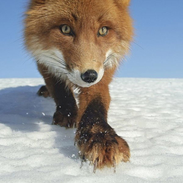 Андрей Бачинский