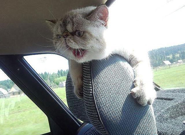 Людмила Канке