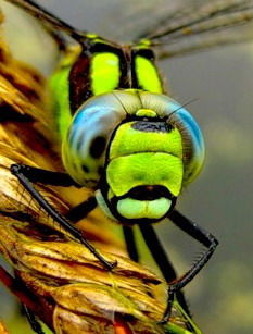 Наташа Кретова