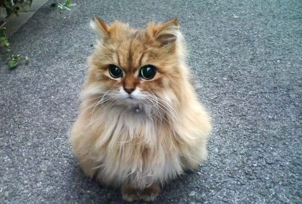 Яночка Овчарова