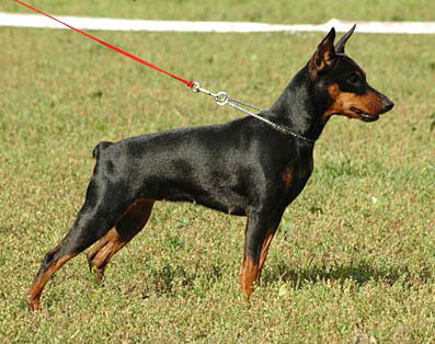 Арина Межова