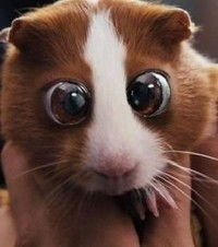 Светлана Филатова