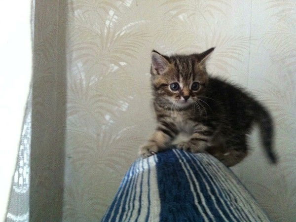 Людмила Никитина