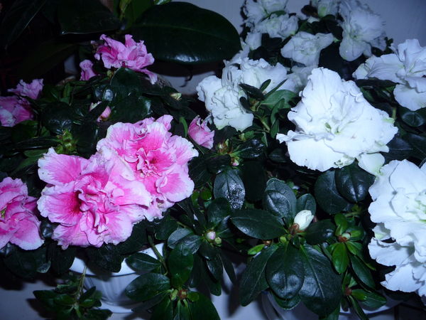 Елена Волкова