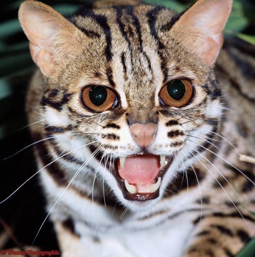 Надежда Зотова