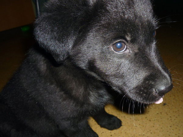 Кристина Пешехонова