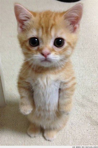 Sanyok Мур-Р-Р-Р)))