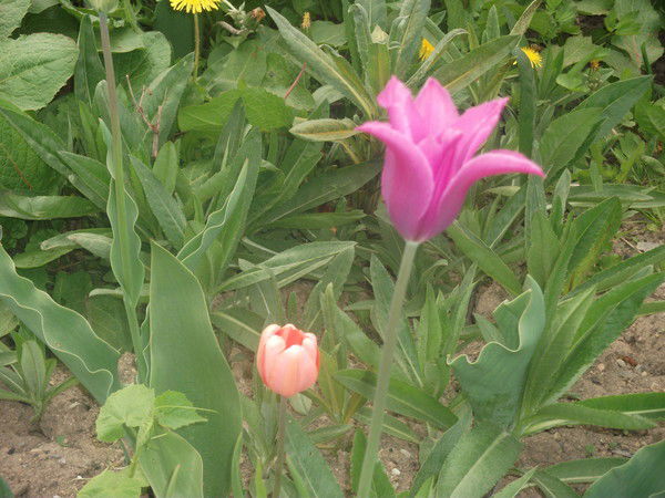 Людмила))* Романенко)*