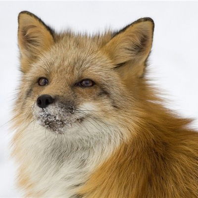 Богдан Крупский