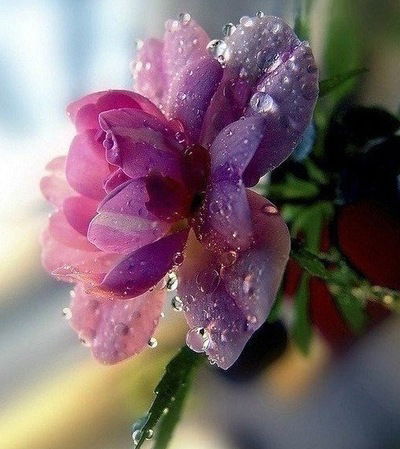 Надежда Воронкина