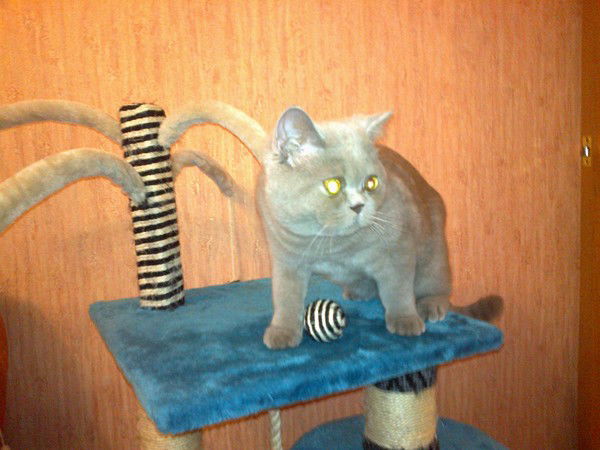 Станислав Домашевский