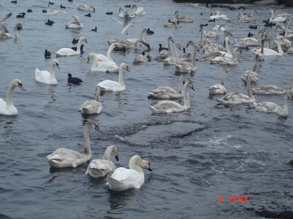 Ольга Полухина