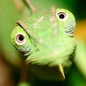 Цент Изучения Итальянского Языка Il Cama