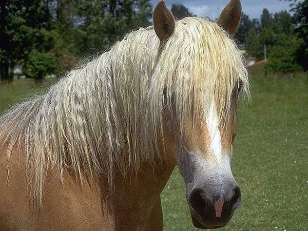 Аида Мамедова