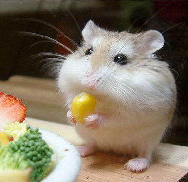 Танчик Нехорина