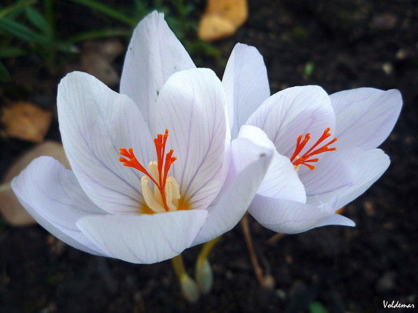 Гульнара Рахматулина