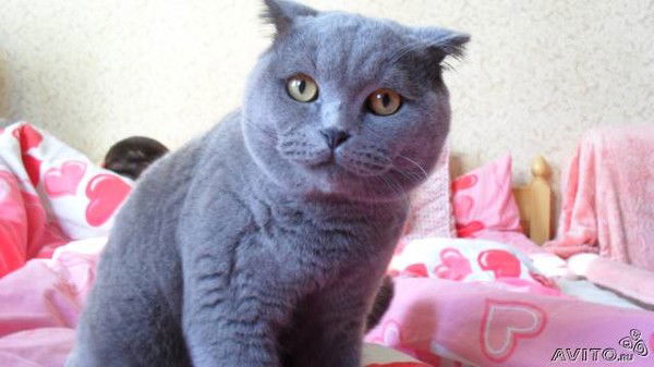 Вязка С Котом 8-967-116-94-97