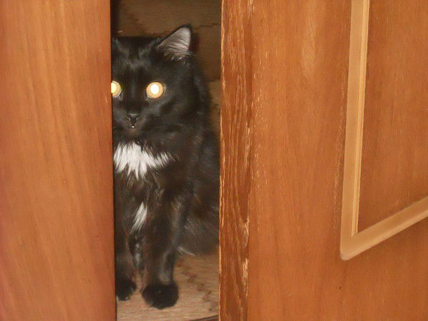 Галченочек Анисимова