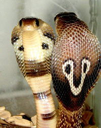 Канатбек Атабаев