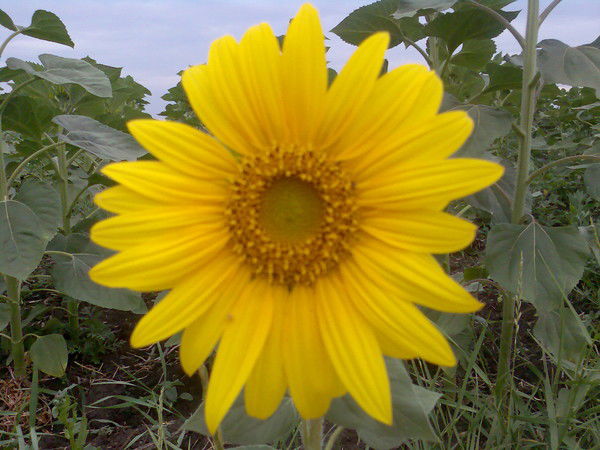 Анна Нечипоренко