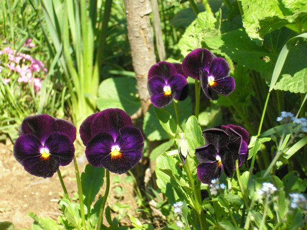 Неизвестно Неизвестно