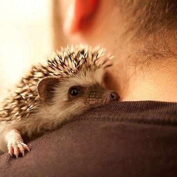 Дмитрий Соловьев