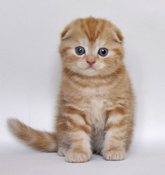 Юлия Исаенко