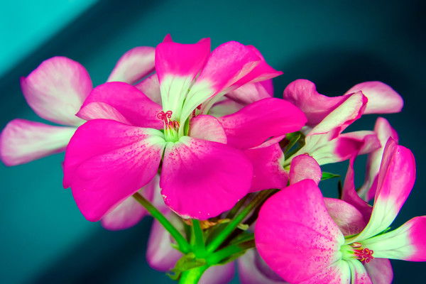 Карлыгаш Отениязова