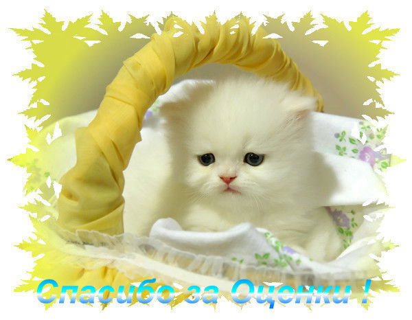 Светлана Фалькинштейн