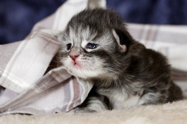 Богдана Лупеха