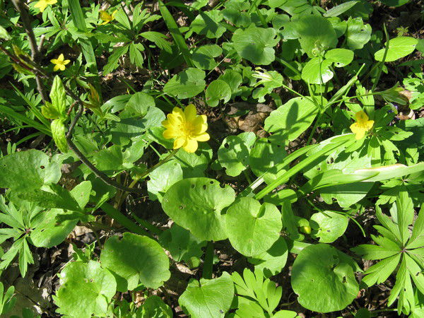 Наталья Немец